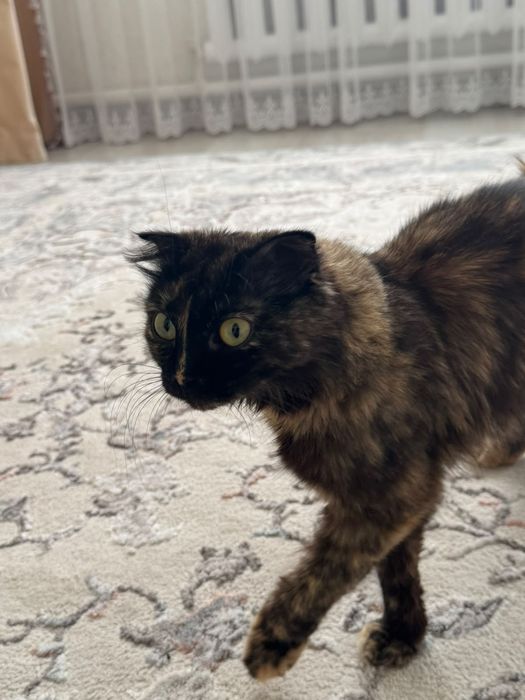 кошка веслоухая даром