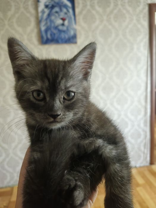Продам котёнка породистого