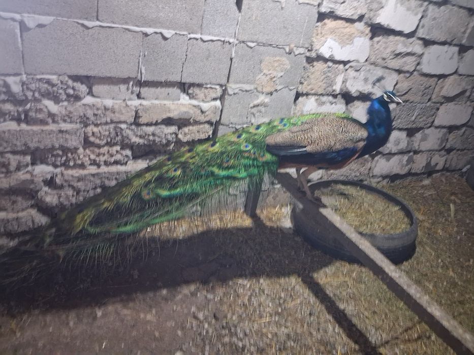 Срочно продам индийского самца павлина