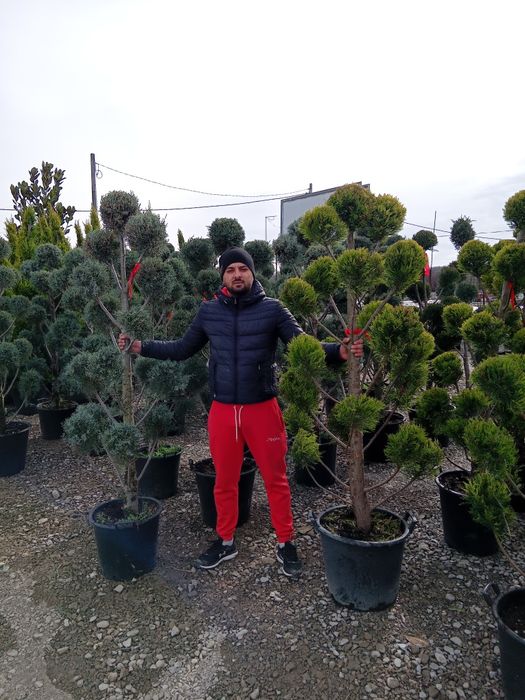 Plante ornamentale pentru gradina
