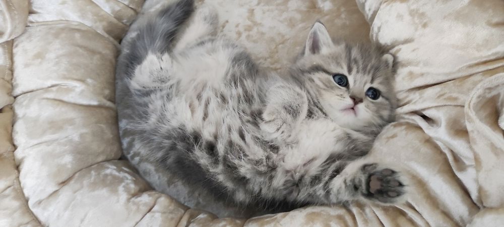 ШотЛанДскиЕ  котята