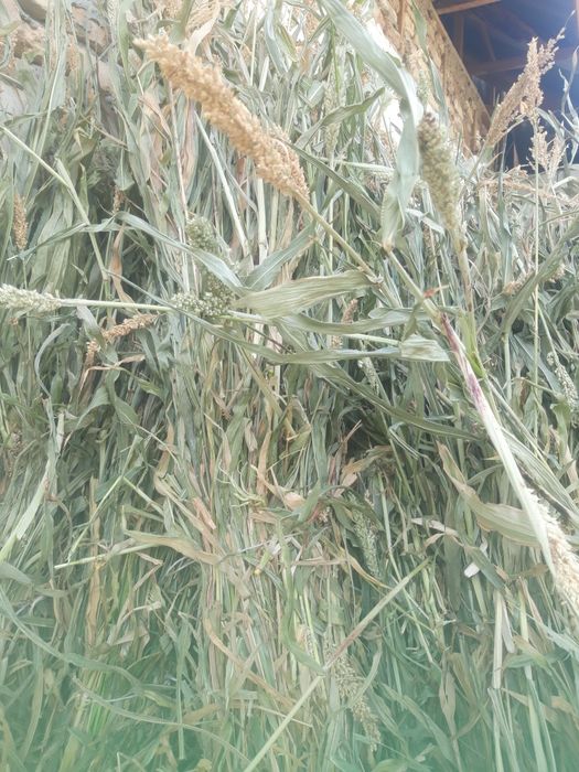 Mol va qoy uchun O't sotiladi