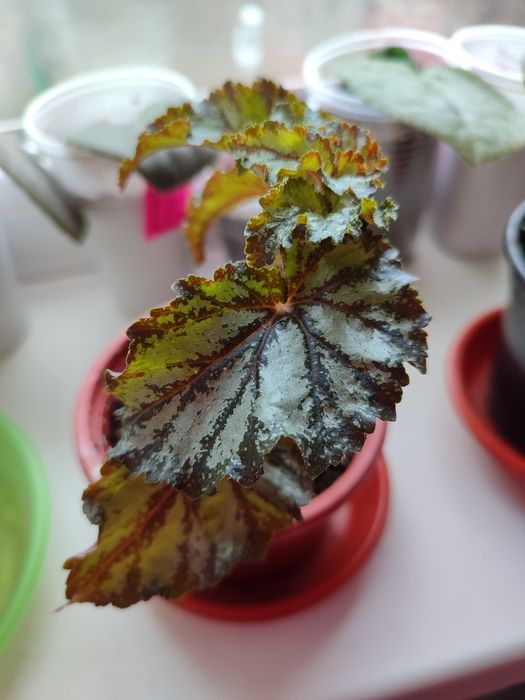 Бегонии разные Кейн