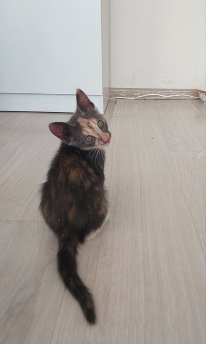 Отдам в добрые и ответственные руки