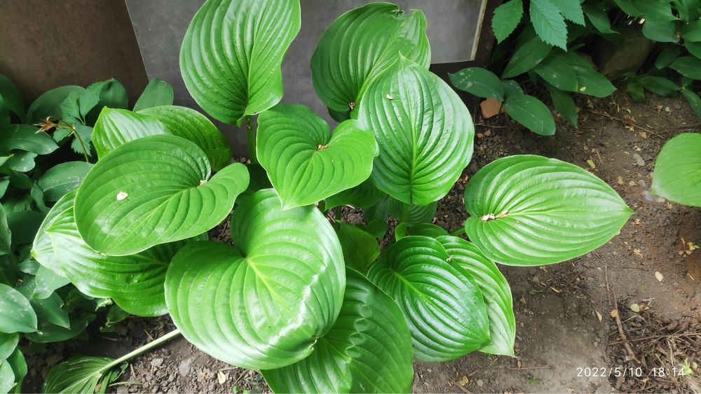 Продам кусты хост