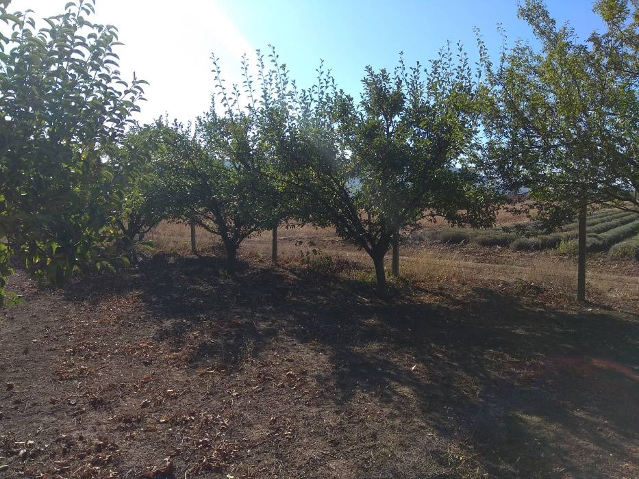 Продава се Земеделски имот в Шумен, Център -  кв.м за 3060 €/дка - Снимка #9