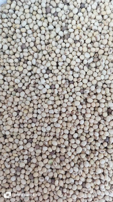 Продам соя семена Витби канадский сорт