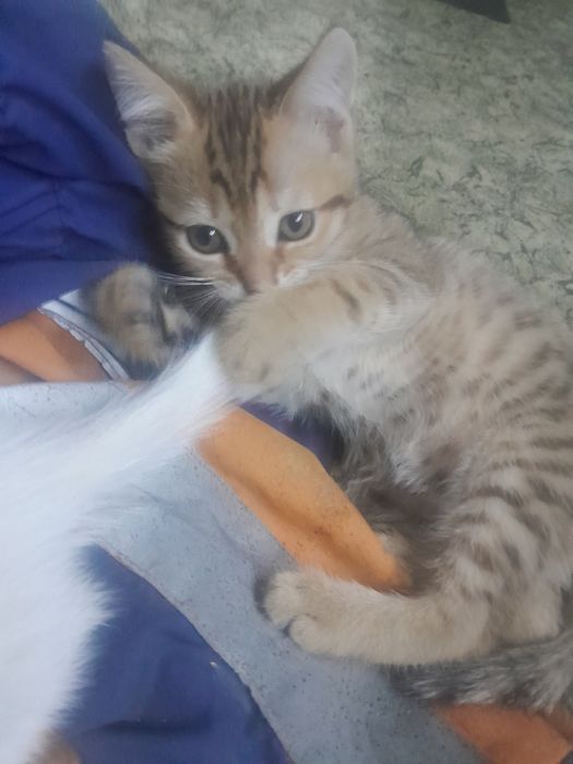 Котята)милые..шустрые