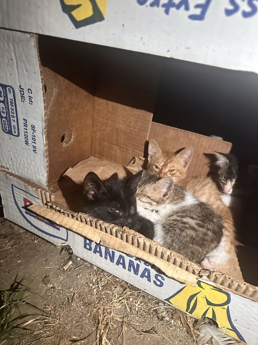 Подарявам малки котенца