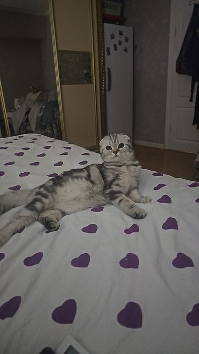 Продам котёнка взрослого