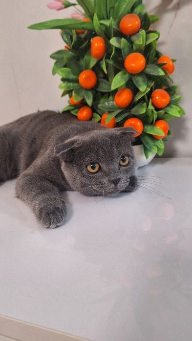 Продается котенок