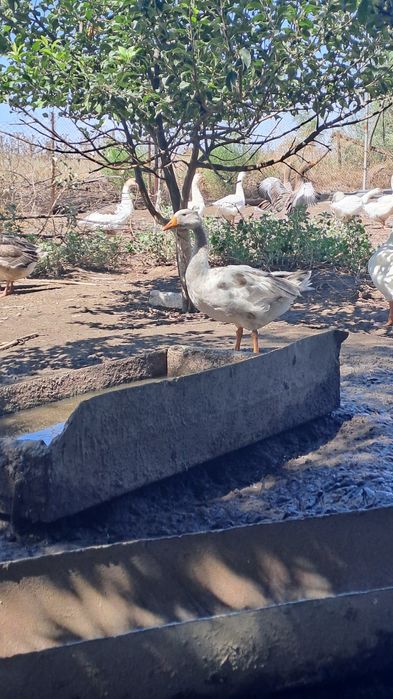 Молодые гуси и петрушки