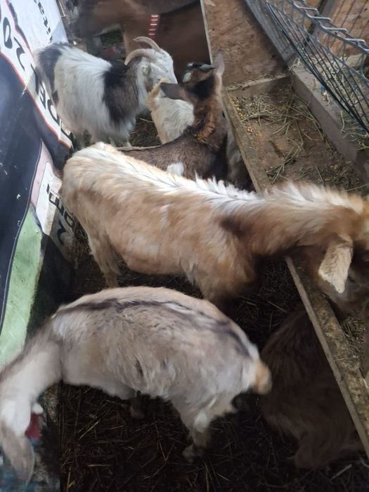 De vînzare iezi pentru pasti