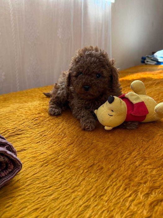 Пудел той червено момче