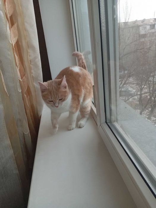 Котёнок, девочка