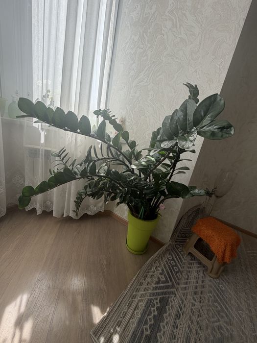 Денежное дерево Замиокулькас