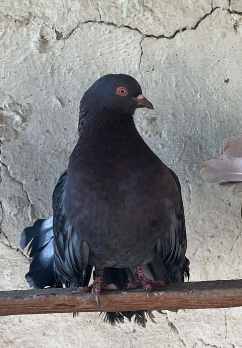 Көгершін/Голубка