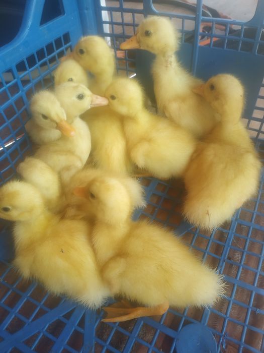 Boboci de rață Pekin