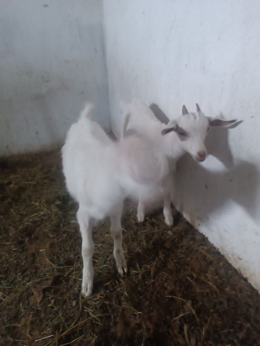 продам двух козлят