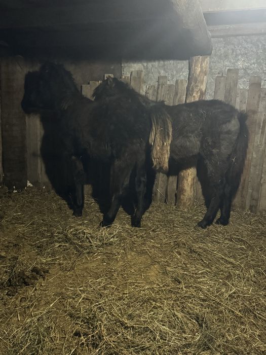 Продам двх жеребят