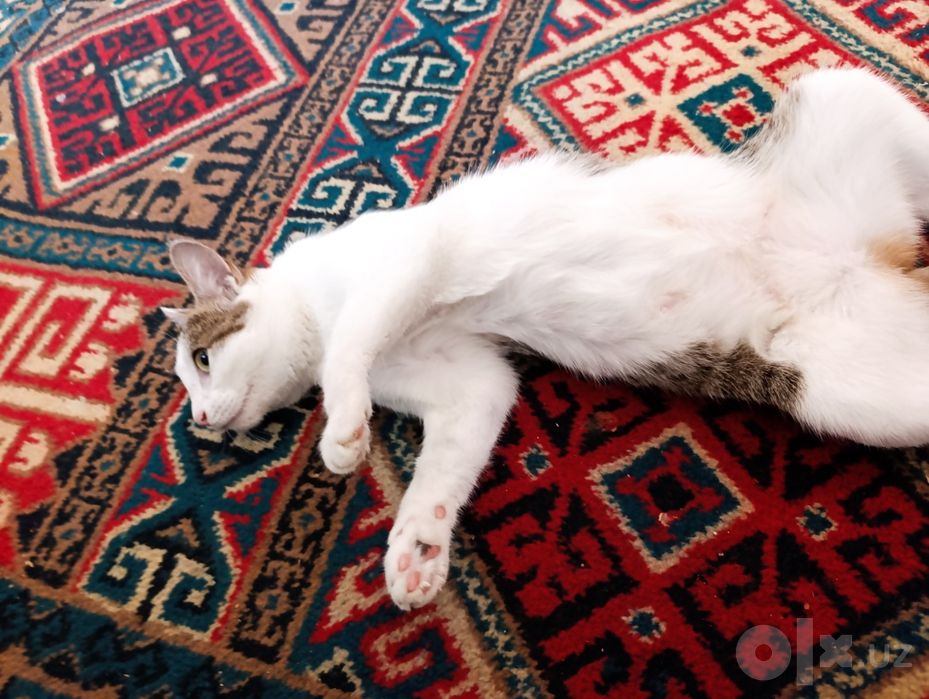 Отдам бесплатно в хорошие руки