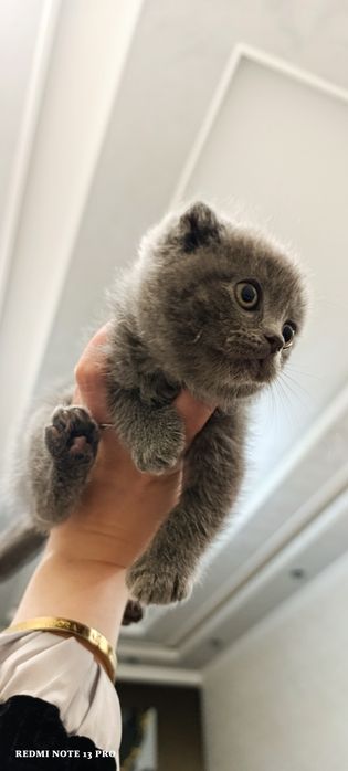 Выслоухие котёнки