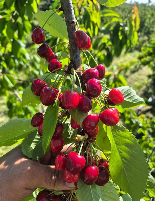 Vând cireșe dulcii
