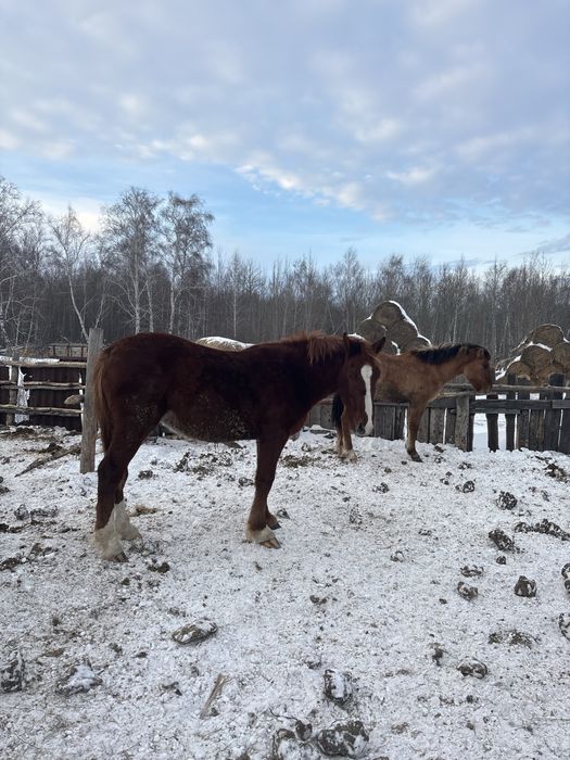 Срочно продам лошадей с откорма