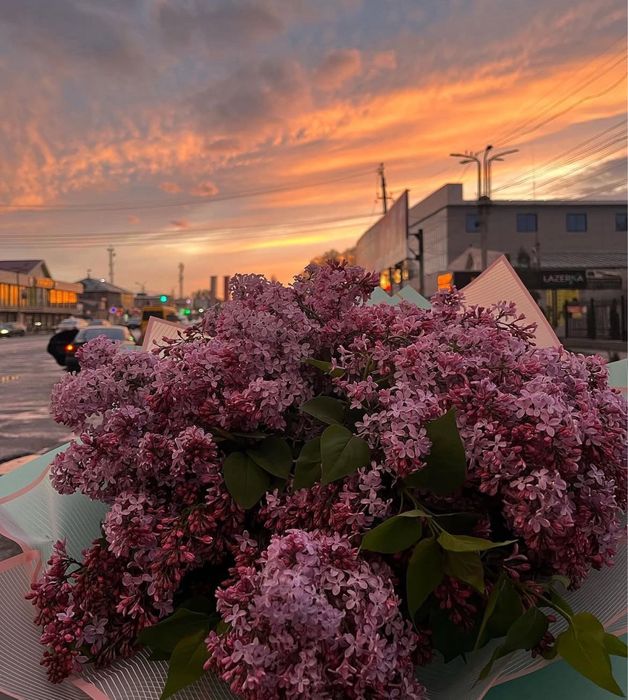 Сирень местная, оптовая