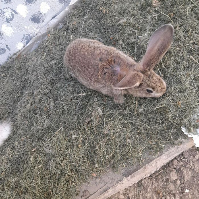 Куёнлар сотаман.