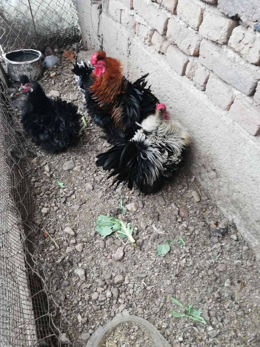 Гъски, пуйки, патици