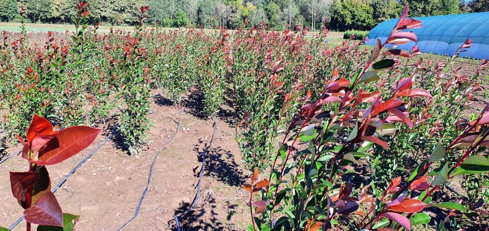 Photinia Red Robin