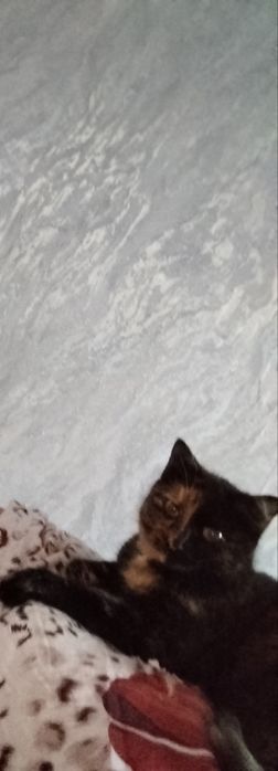 Котята,в хорошие руки