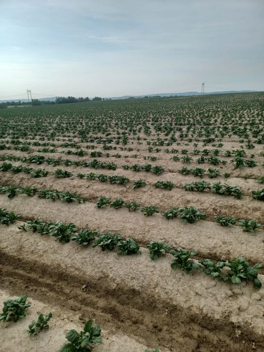 Cartofi de samanta din elita soi riviera