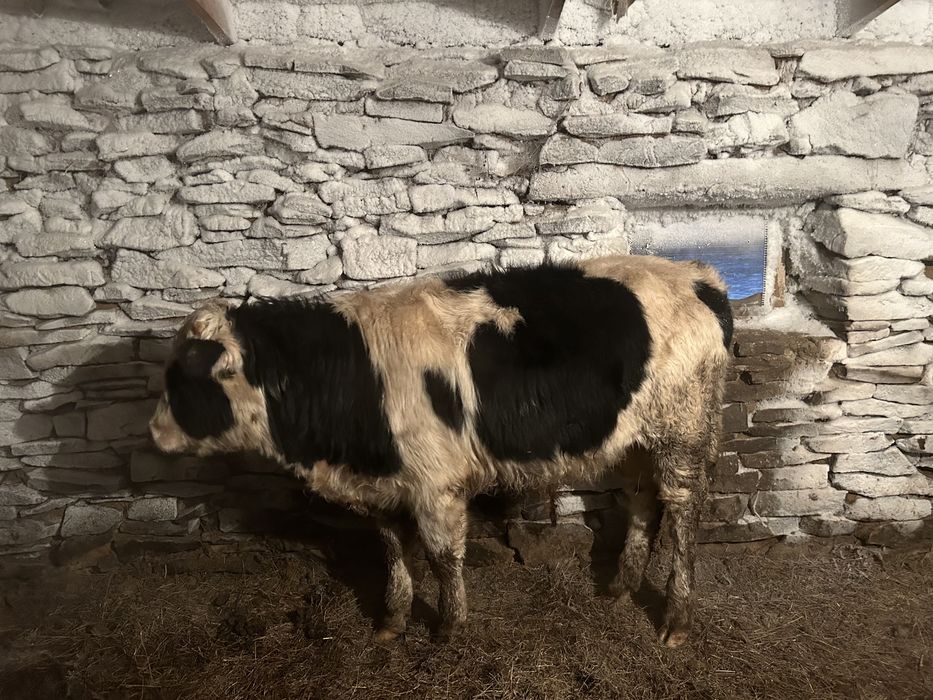 Продам бычков откорм