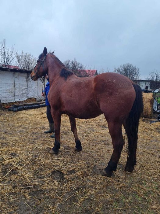 Vând iapă semi grea