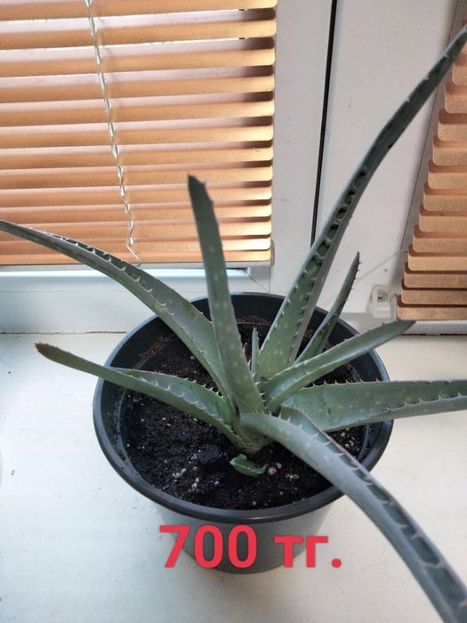 Комнатные растения