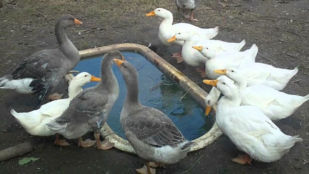 Гуси.Утки.Куры.Қаздар.Үйректер