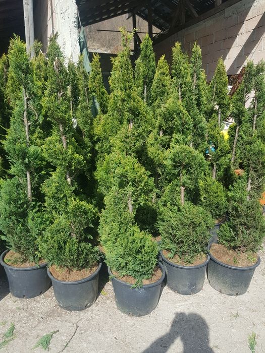 Gazon plante ornamentale