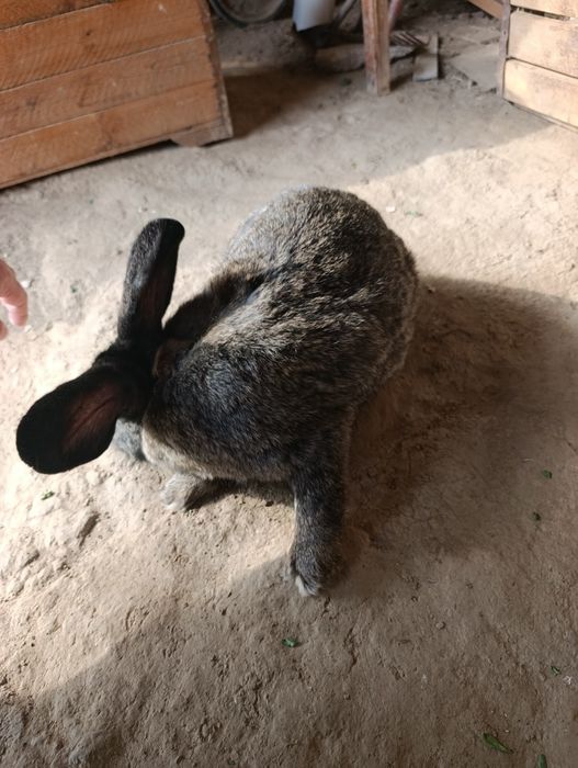 Quyon 10 oylik urĝochi 1 marta tuĝdi .