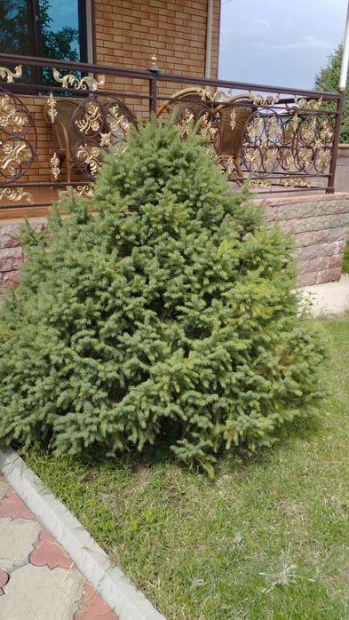 Продам срочно торг