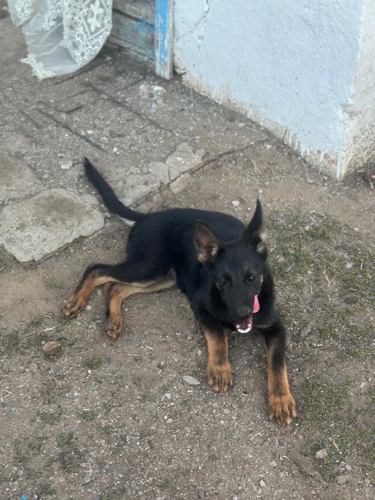 Продам немца чистокровная