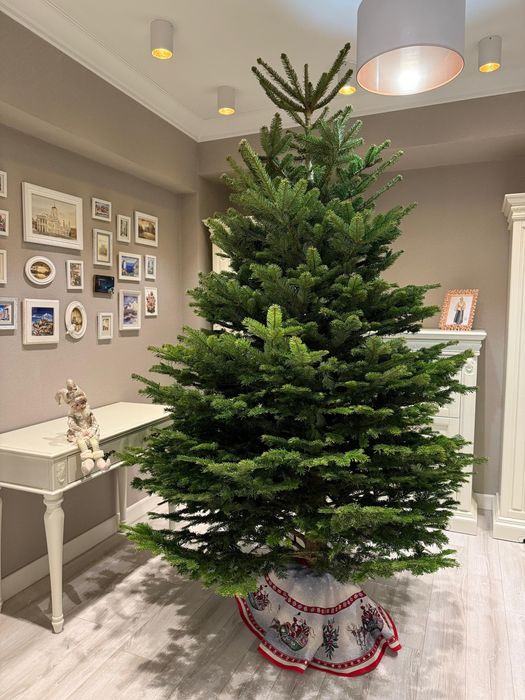 Пихта нордмана доставка