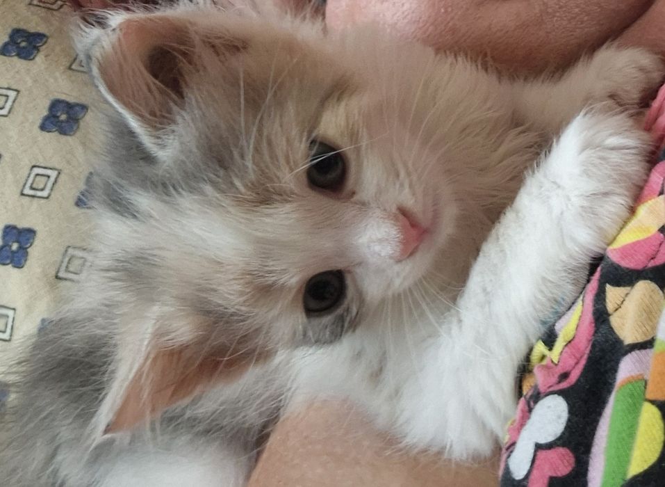 Маленький котенок в добрые руки