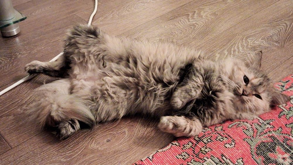 Кошку отдам в добрые руки