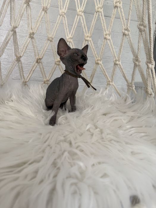 Sphynx Canadian pedigree si teste