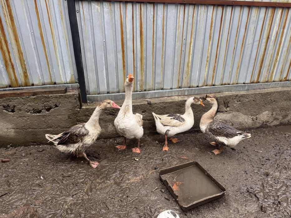 Гусы моладые и крупные