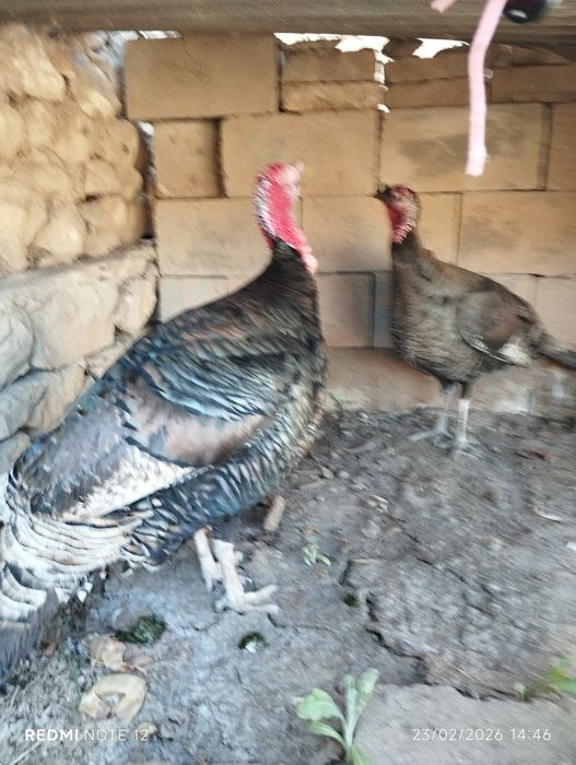 Куркалар сотилади.