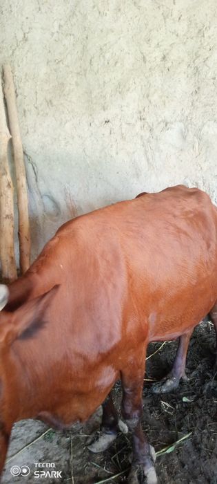Ona bola sigir sotiladi