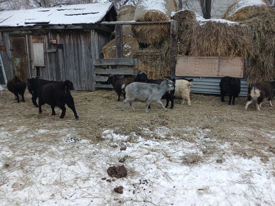 Продам коз 12 голов